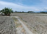 3.000 Hektare Sawah Tadah Hujan di Parigi Moutong Gagal Tanam Akibat Kekeringan