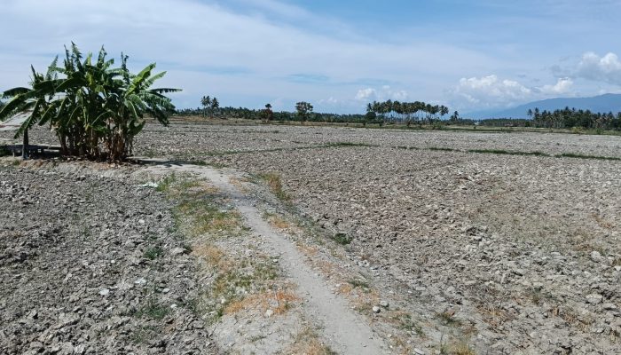 Alfres Tonggiroh Minta Pemda Parigi Moutong Segera Petakan Dampak Kekeringan dan Salurkan Bansos