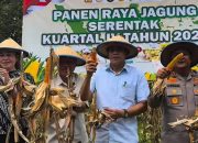 Defisit Jagung di Parigi Moutong Capai 88 Ton per Hari