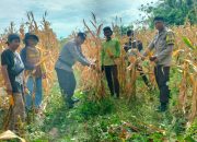 Polsek Parigi Panen Jagung Dua Ton, Dukung Program Ketahanan Pangan Daerah