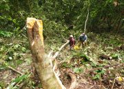 Petani di Tolai Barat Tewas Tertimpa Pohon saat Menebang di Kebun