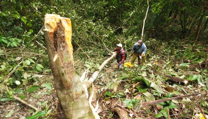 Petani di Tolai Barat Tewas Tertimpa Pohon saat Menebang di Kebun