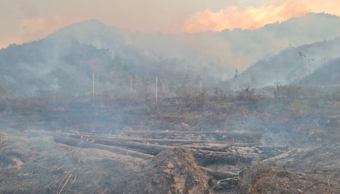 El Nino Ekstrem Mengintai, Risiko Karhutla di Indonesia Meningkat