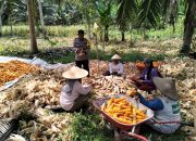 Produksi 45 Ribu Ton, Pemkab Parigi Moutong Perkuat Hilirisasi dan Pasar Jagung