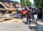 Pohon Tumbang di Kampal Parigi, Balita 4 Tahun Meninggal Dunia dan Dua Korban Luka