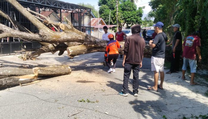 Pohon Tumbang di Kampal Parigi, Balita 4 Tahun Meninggal Dunia dan Dua Korban Luka