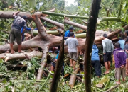 Pohon Tumbang Timpa Gazebo di Tinombo, Satu Warga Tewas dan Dua Luka-Luka