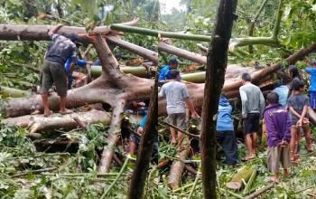 Pohon Tumbang Timpa Gazebo di Tinombo, Satu Warga Tewas dan Dua Luka-Luka