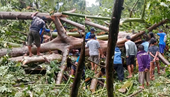 Pohon Tumbang Timpa Gazebo di Tinombo, Satu Warga Tewas dan Dua Luka-Luka