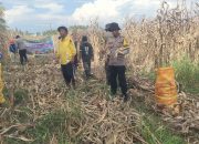 Panen Jagung BUMDes Desa Bugis Berhasil, Polsubsektor Mepanga Perkuat Ketahanan Pangan Nasional