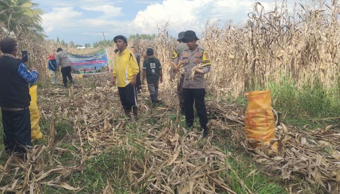 Panen Jagung BUMDes Desa Bugis Berhasil, Polsubsektor Mepanga Perkuat Ketahanan Pangan Nasional
