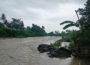 Banjir Rendam Lahan Pertanian di Toribulu dan Sienjo, BPBD Lakukan Pendataan