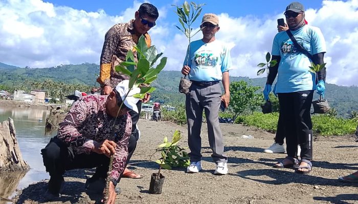 PLN dan SMKN 1 Toribulu Tanam 1.000 Mangrove di Pesisir Sienjo
