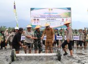 Bupati Parigi Moutong Tanam Padi Perdana PM-AAS