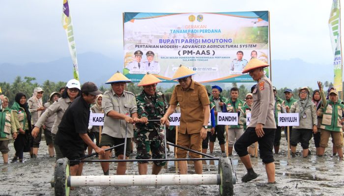 Bupati Parigi Moutong Tanam Padi Perdana PM-AAS