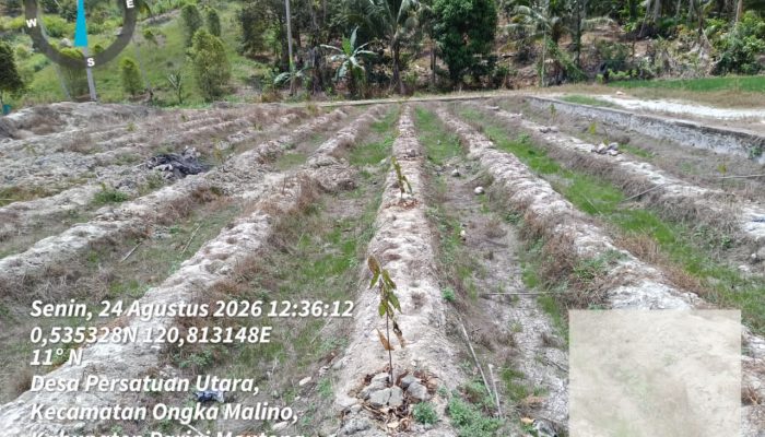 Kekeringan Ancam 235 Hektare Lahan di Parigi Moutong