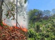 Karhutla di Sausu, 3,5 Hektare Lahan Terdampak