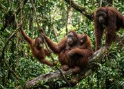 Lima Bayi Orangutan Ditemukan di Hutan India