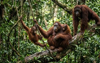 Lima Bayi Orangutan Ditemukan di Hutan India