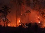 Karhutla Hanguskan Dua Hektare Lahan di Bolano