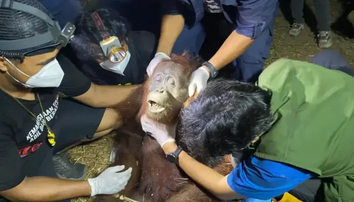 Kelaparan Akibat Karhutla, Orangutan Betina Dievakuasi dari Perkebunan Warga di Kotim